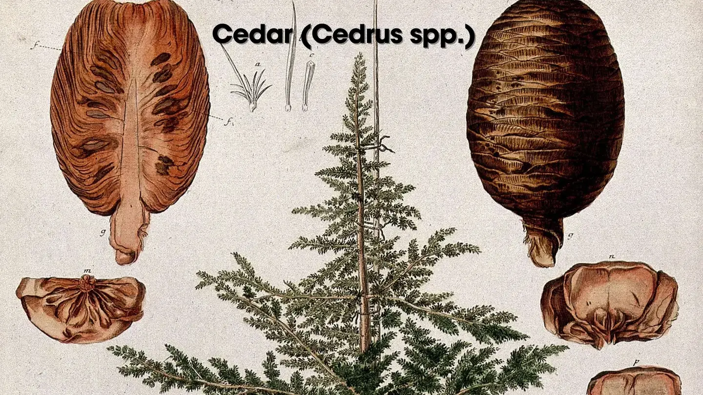 A real image of Cedar (Cedrus-spp).