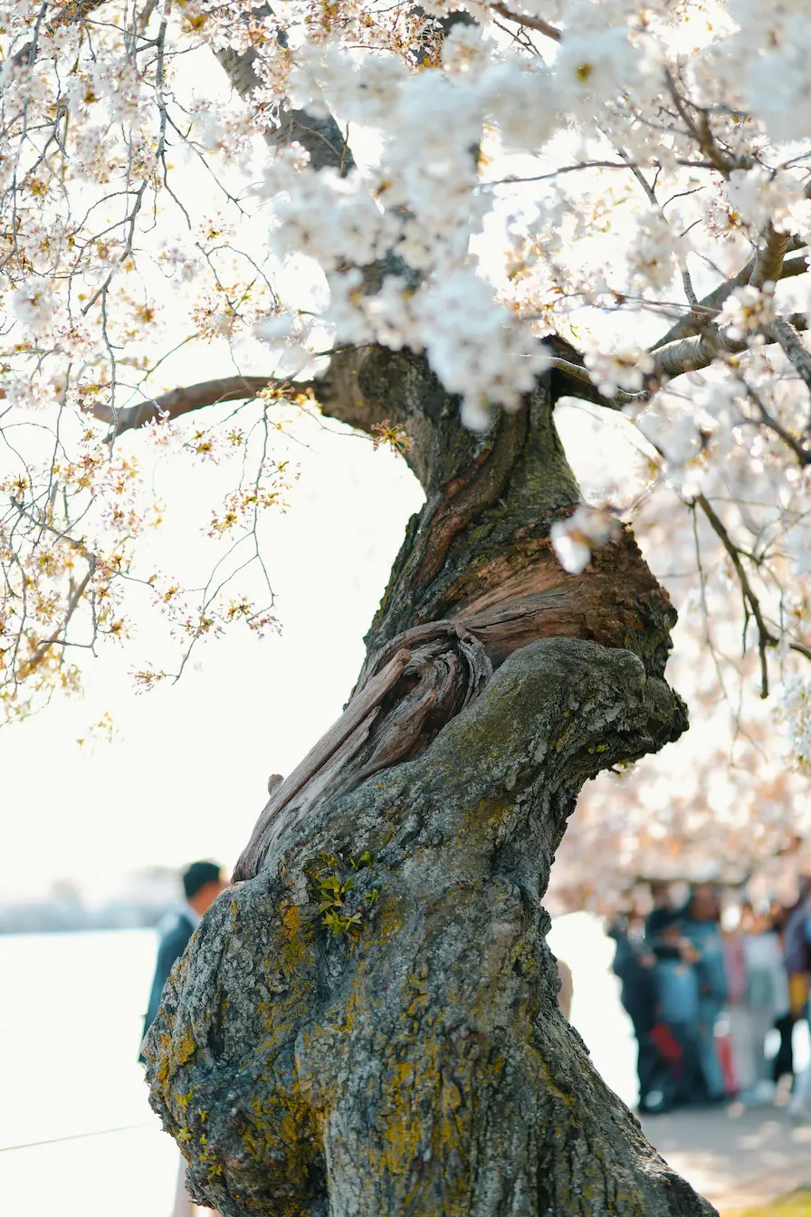 A thick cherry tree trunk with rich wood grain, showcasing its durability, texture, and high-quality timber potential.