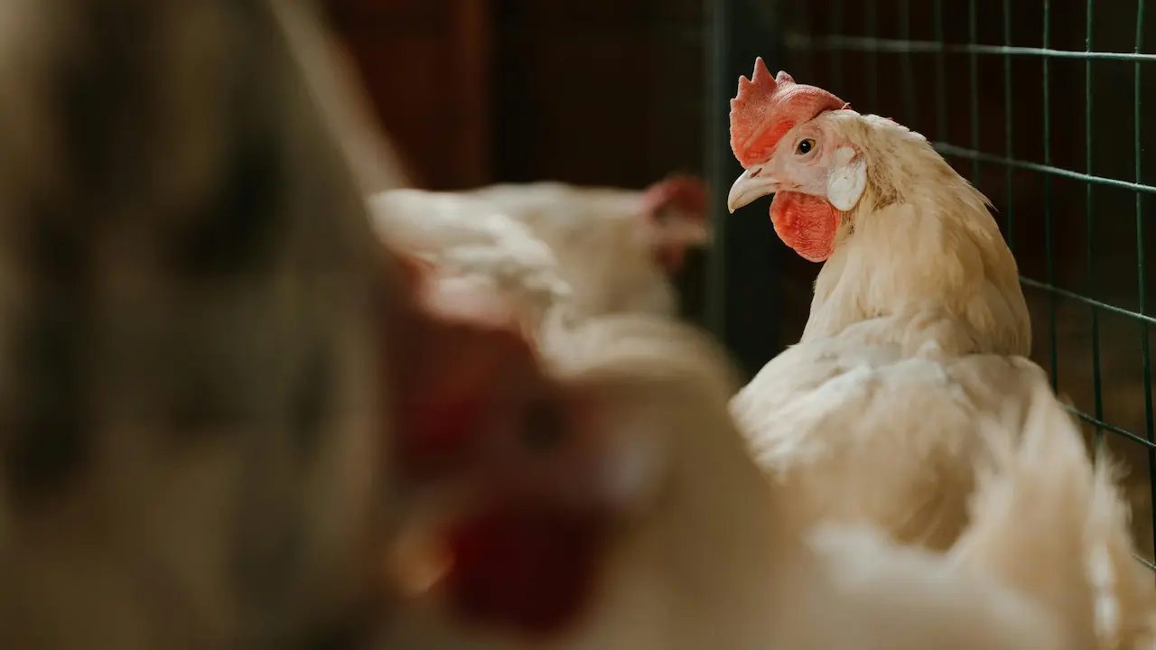 A chicken inside a coop, surrounded by wooden walls and straw, creating a cozy farm setting.