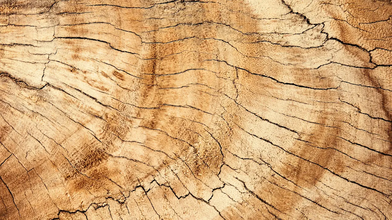 Close-up of tree trunks in a row, highlighting wood’s strength, density, and grain structure.
