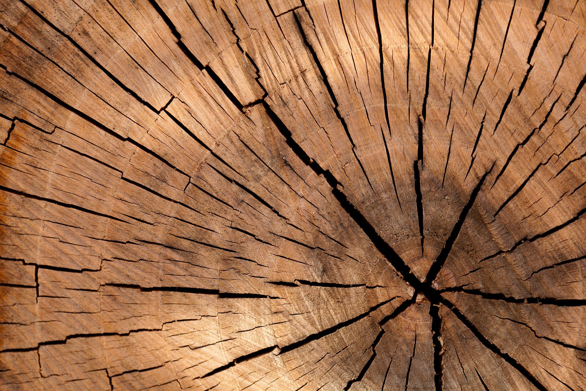 A close-up of a cracked tree trunk, highlighting the natural texture and structure of real wood.