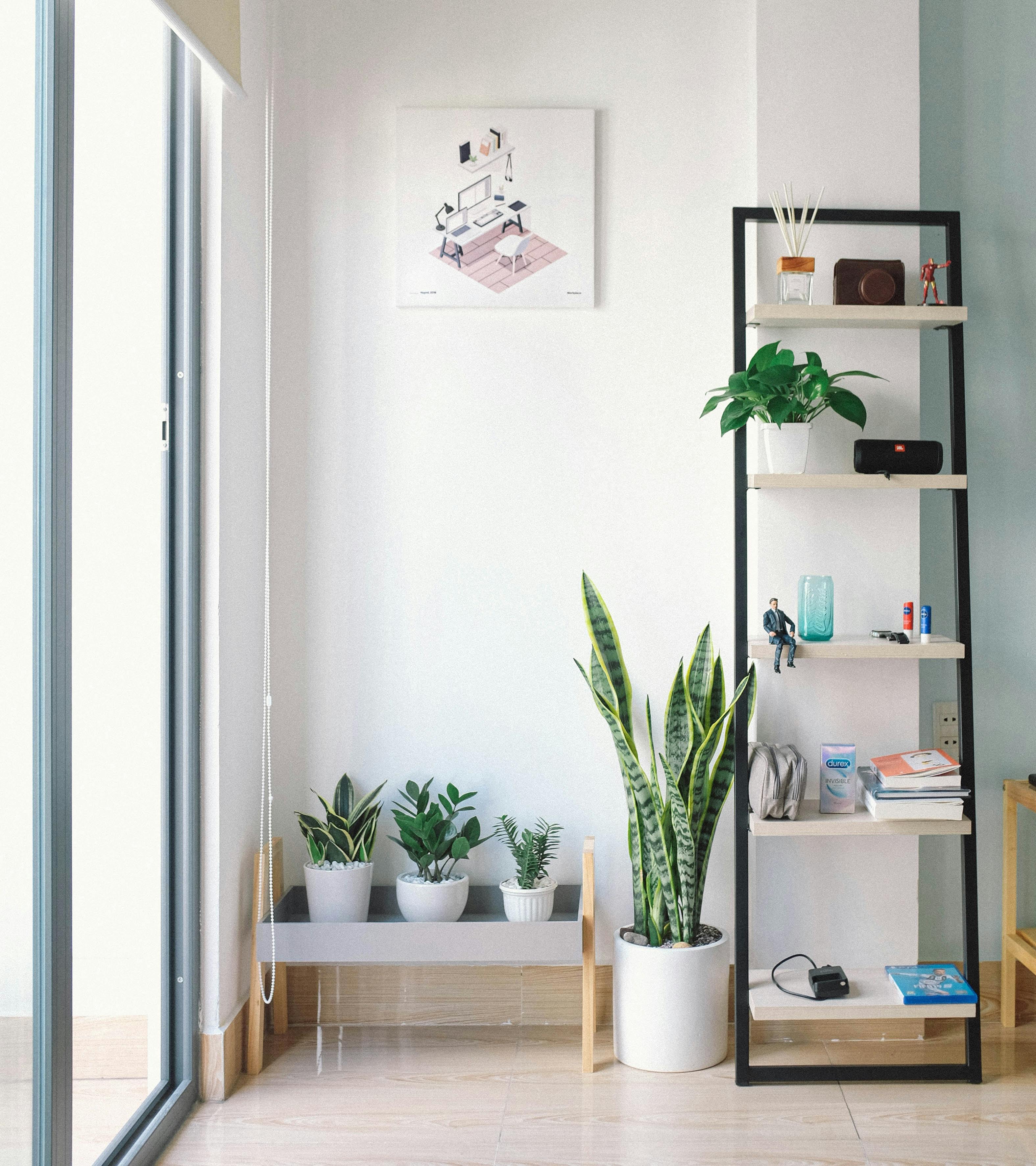 Modern minimalist interior with a display rack beside a green snake plant.