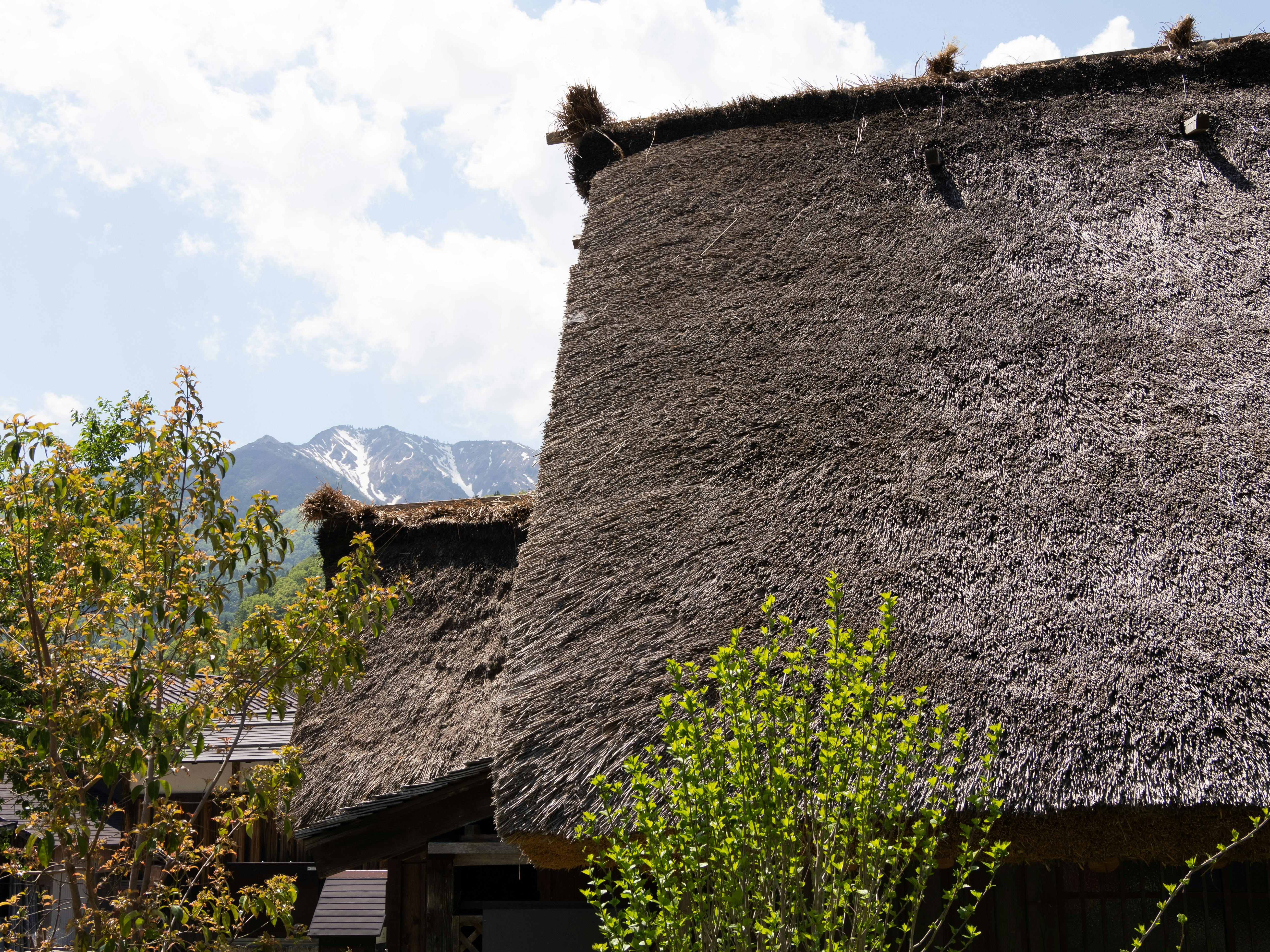 A close-up of a thatched roof on a historic Japanese house in Shirakawa-go, Gifu, Japan.