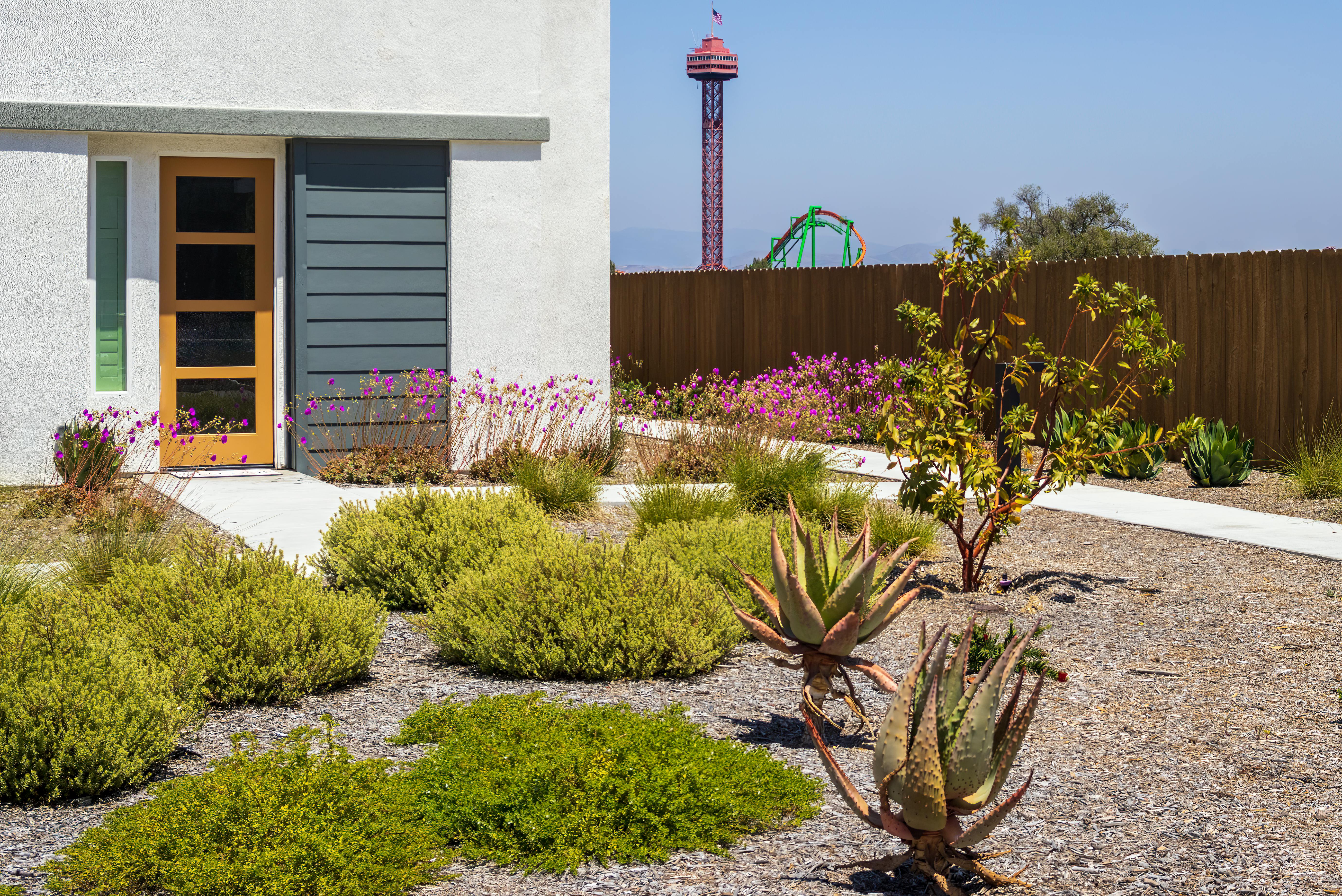 Contemporary desert-style house backyard with native plants.