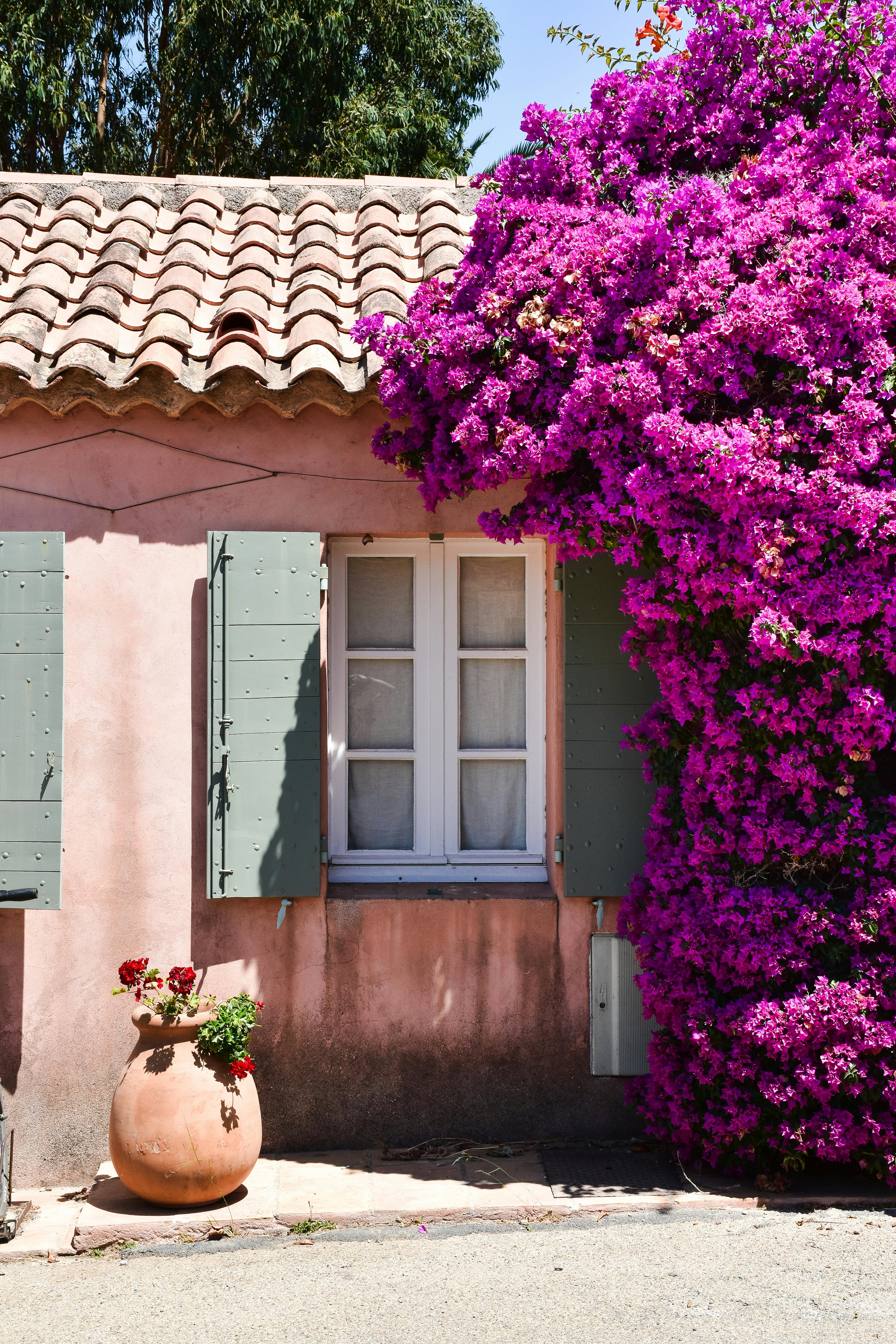 Cottage in Hyères with bougainvillea vines along the exterior.
