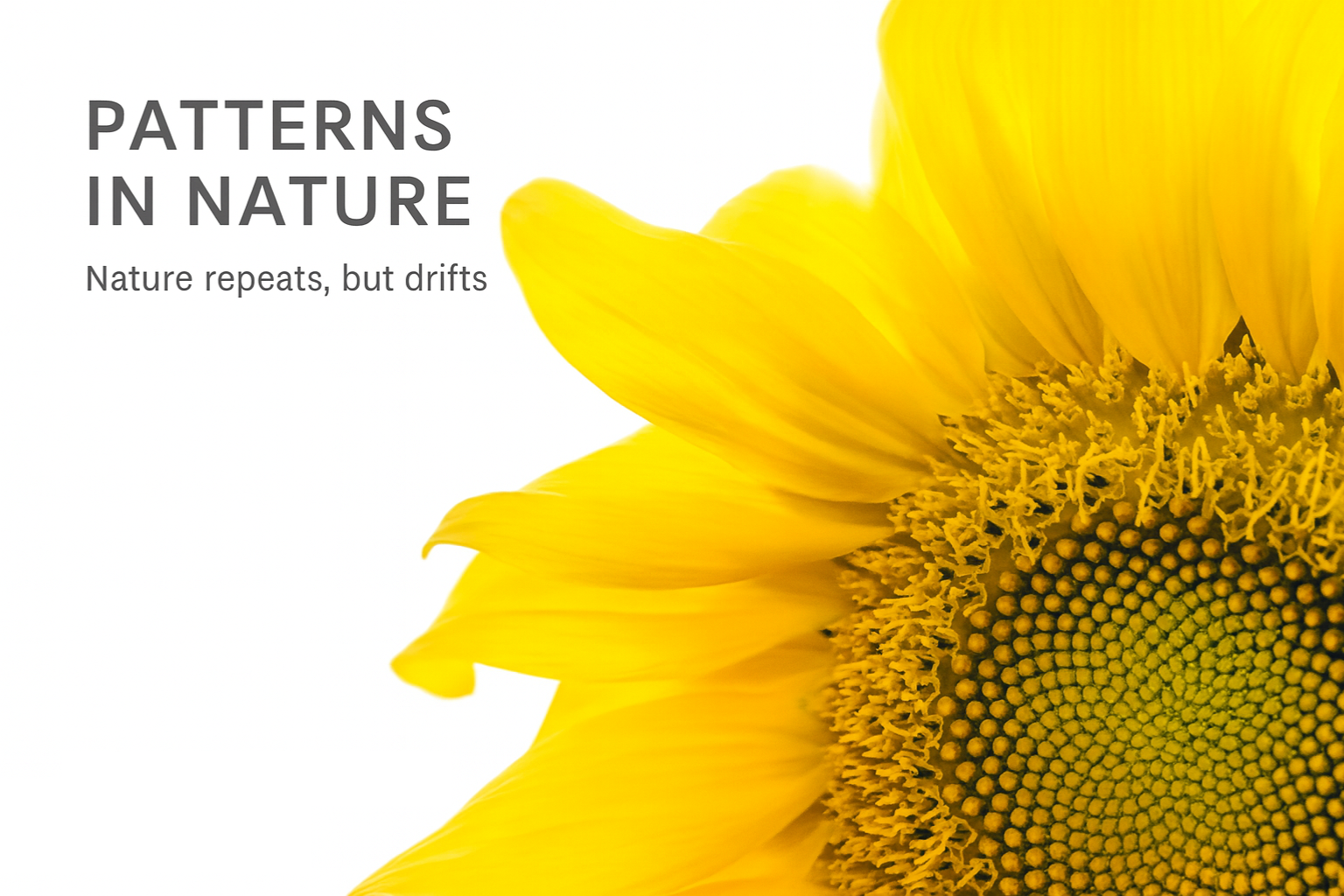 Close-up sunflower on white background showing natural spiral geometry, with small title text.