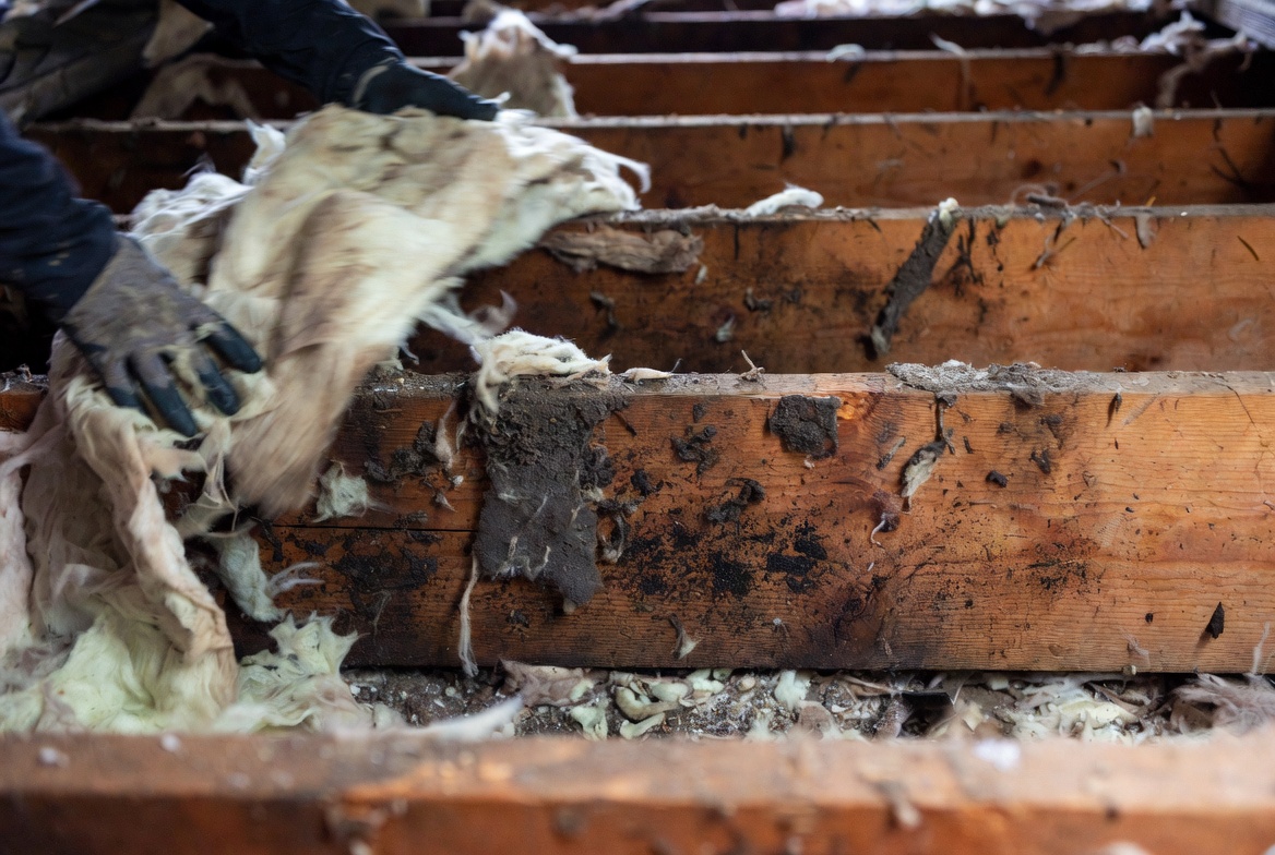 Gloved hands removing wet insulation from mold-stained crawl-space joists.