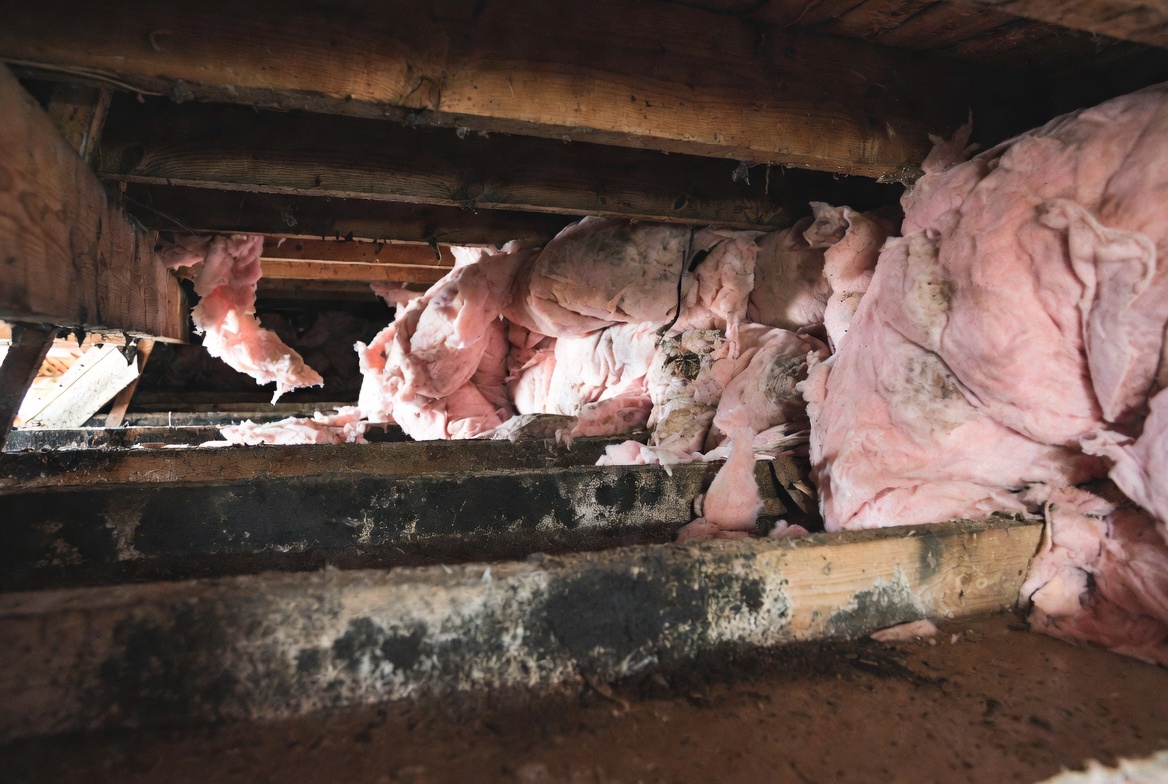 Mold-stained joists and collapsed insulation in a damp crawl space.