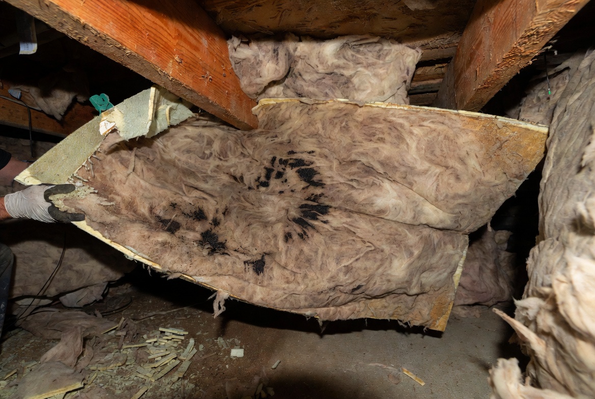 Worker removing mold-stained fiberglass insulation from a crawl space.