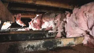 Mold-stained joists and collapsed insulation in a damp crawl space.