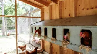 Chicken nest boxes mounted along the coop wall with hens using them.