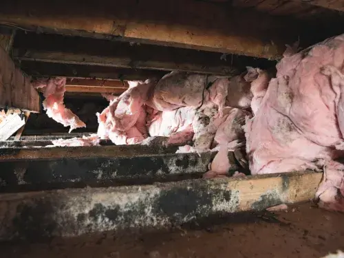 Mold-stained joists and collapsed insulation in a damp crawl space.